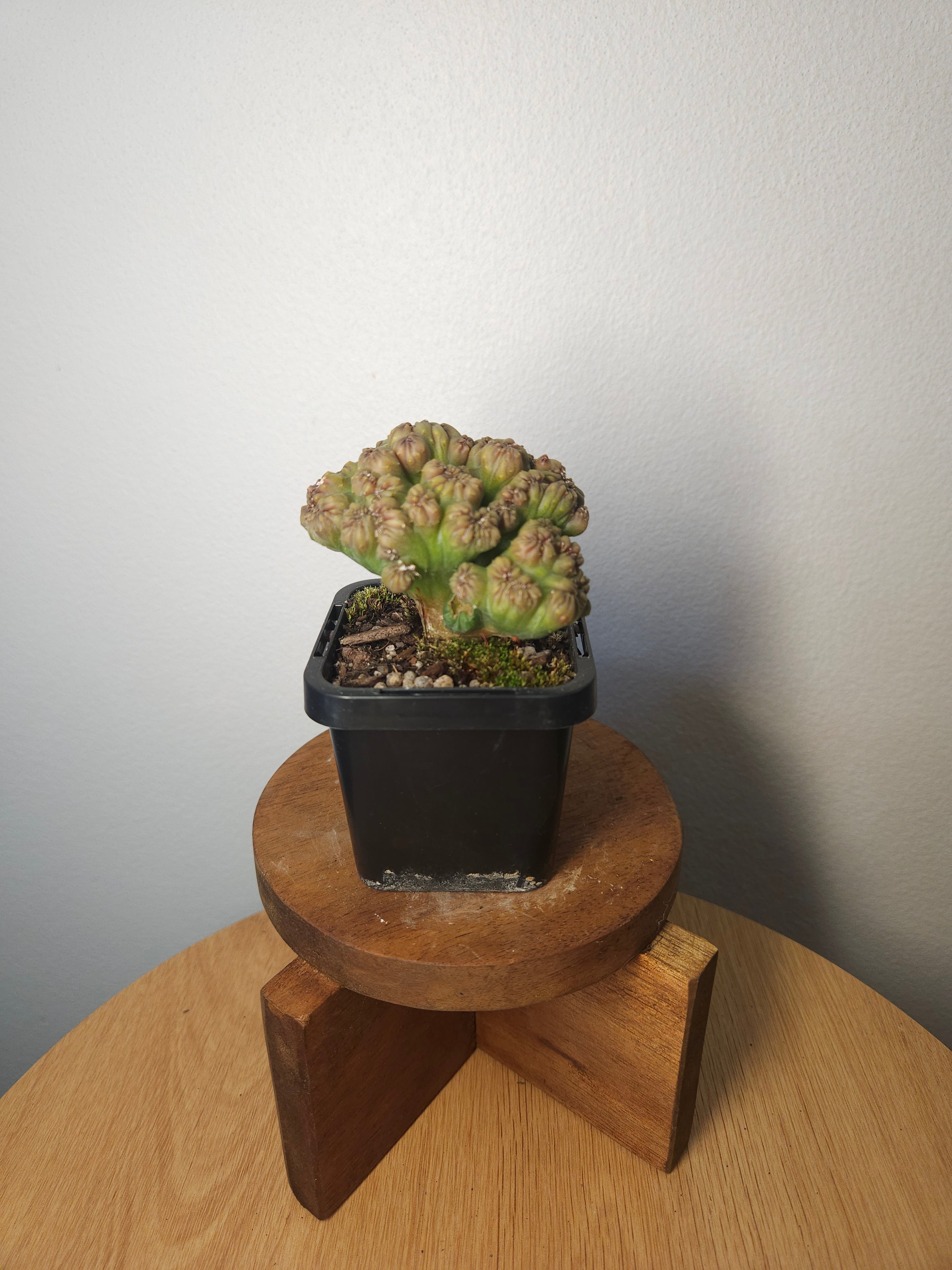 Cereus ‘Ming Thing’ – Rare Sculptural Monstrose Cactus