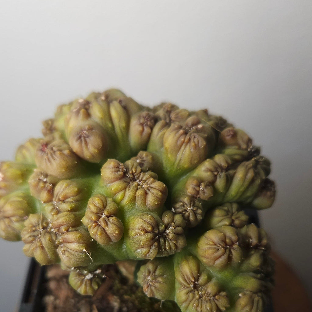 Cereus ‘Ming Thing’ – Rare Sculptural Monstrose Cactus