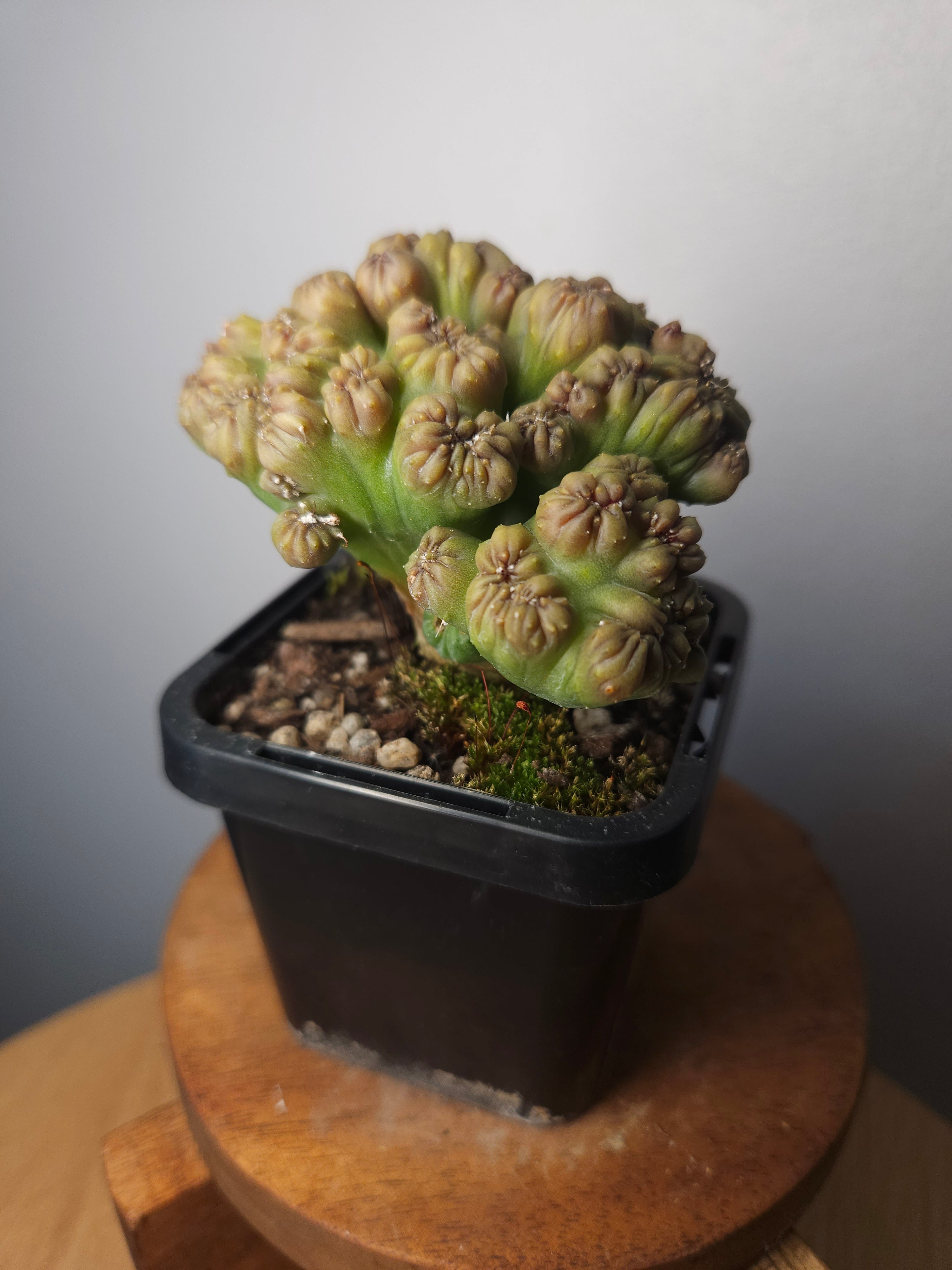 Cereus ‘Ming Thing’ – Rare Sculptural Monstrose Cactus