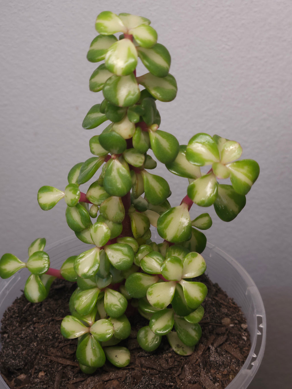 Portulacaria Afra - Reverse Variegation