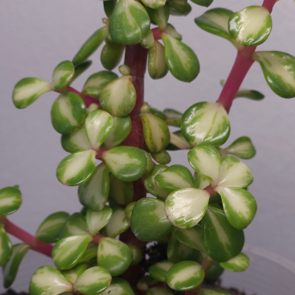 Portulacaria Afra - Reverse Variegation