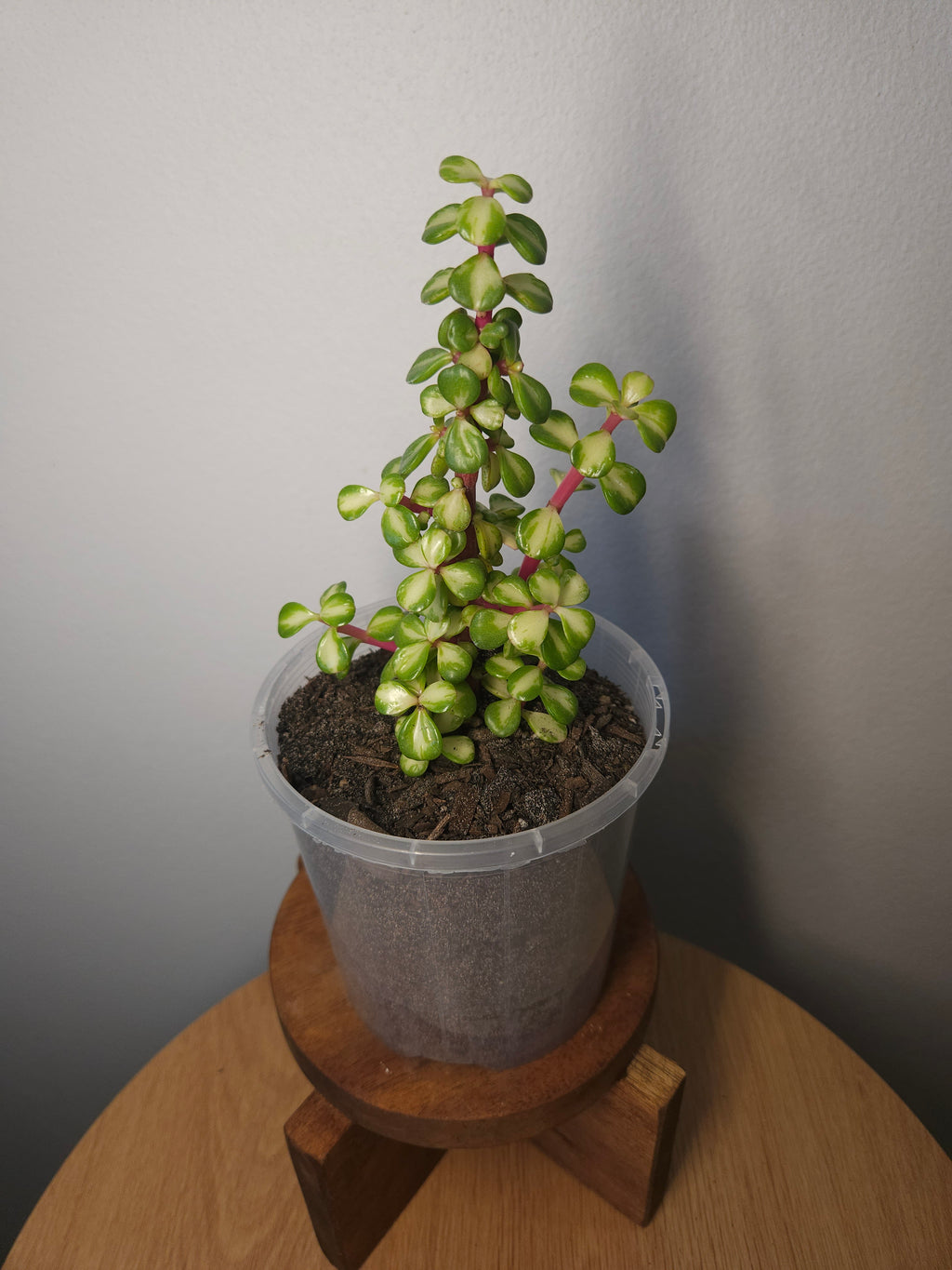 Portulacaria Afra - Reverse Variegation