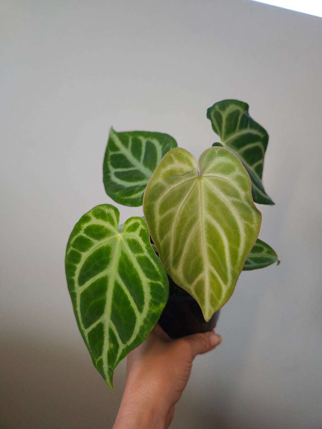 Anthurium Crystallinum X Magnificum