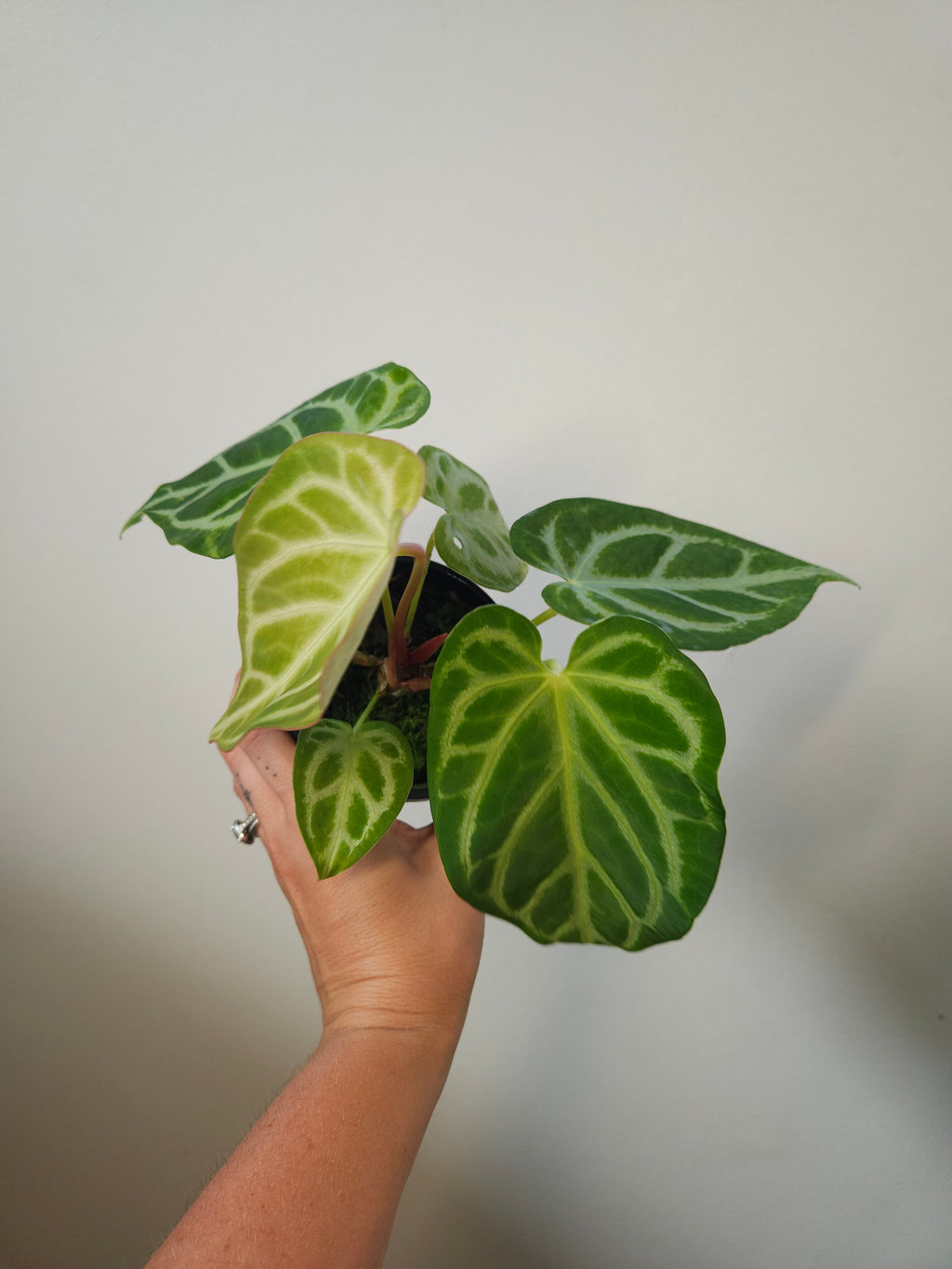 Anthurium Crystallinum X Magnificum