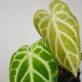 Anthurium Crystallinum X Magnificum
