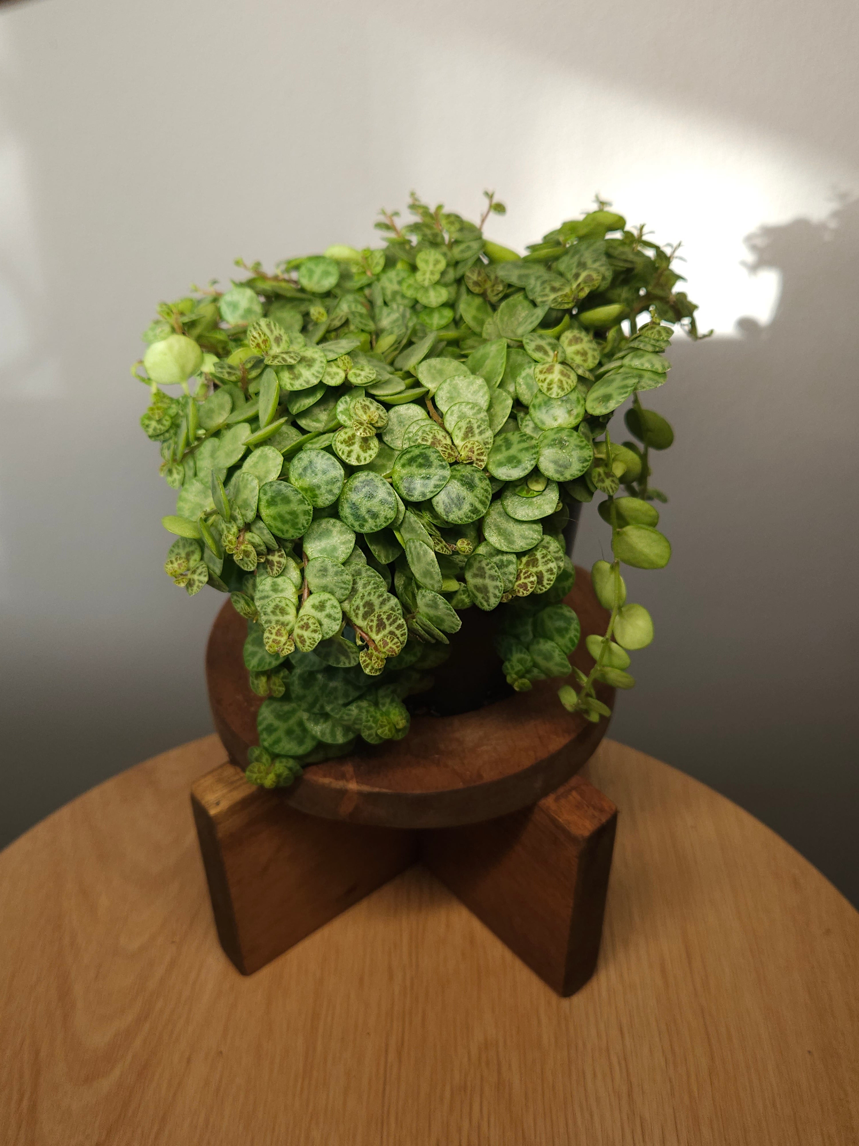 String of Turtles – Peperomia prostrata Trailing Plant