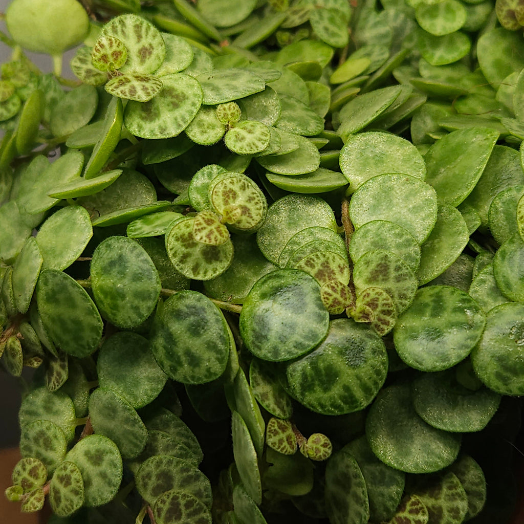 String of Turtles – Peperomia prostrata Trailing Plant