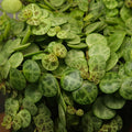 String of Turtles – Peperomia prostrata Trailing Plant