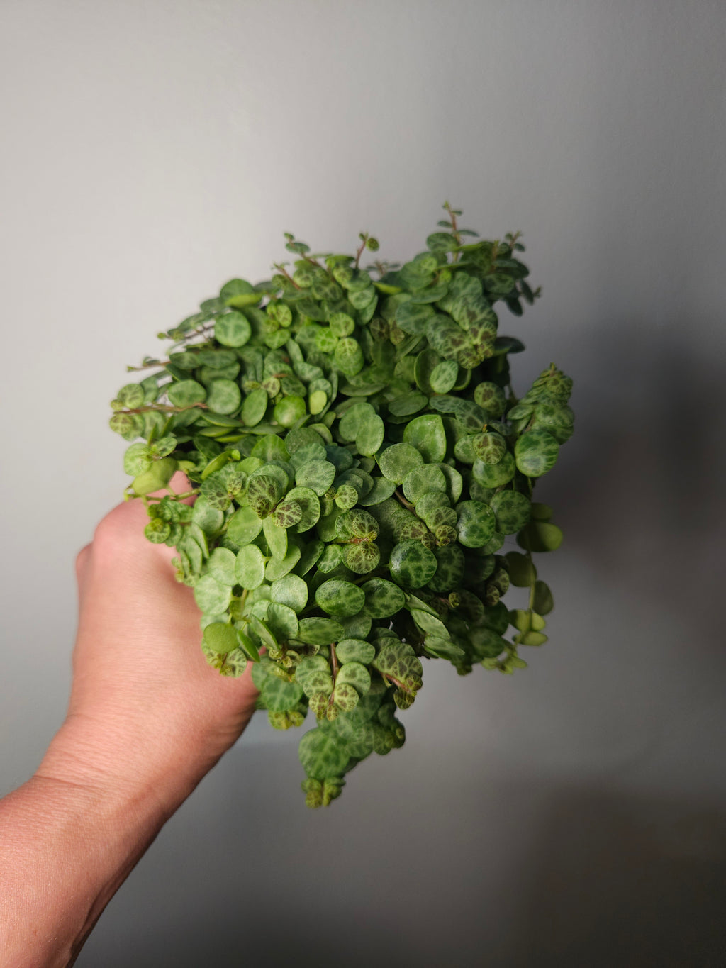 String of Turtles – Peperomia prostrata Trailing Plant
