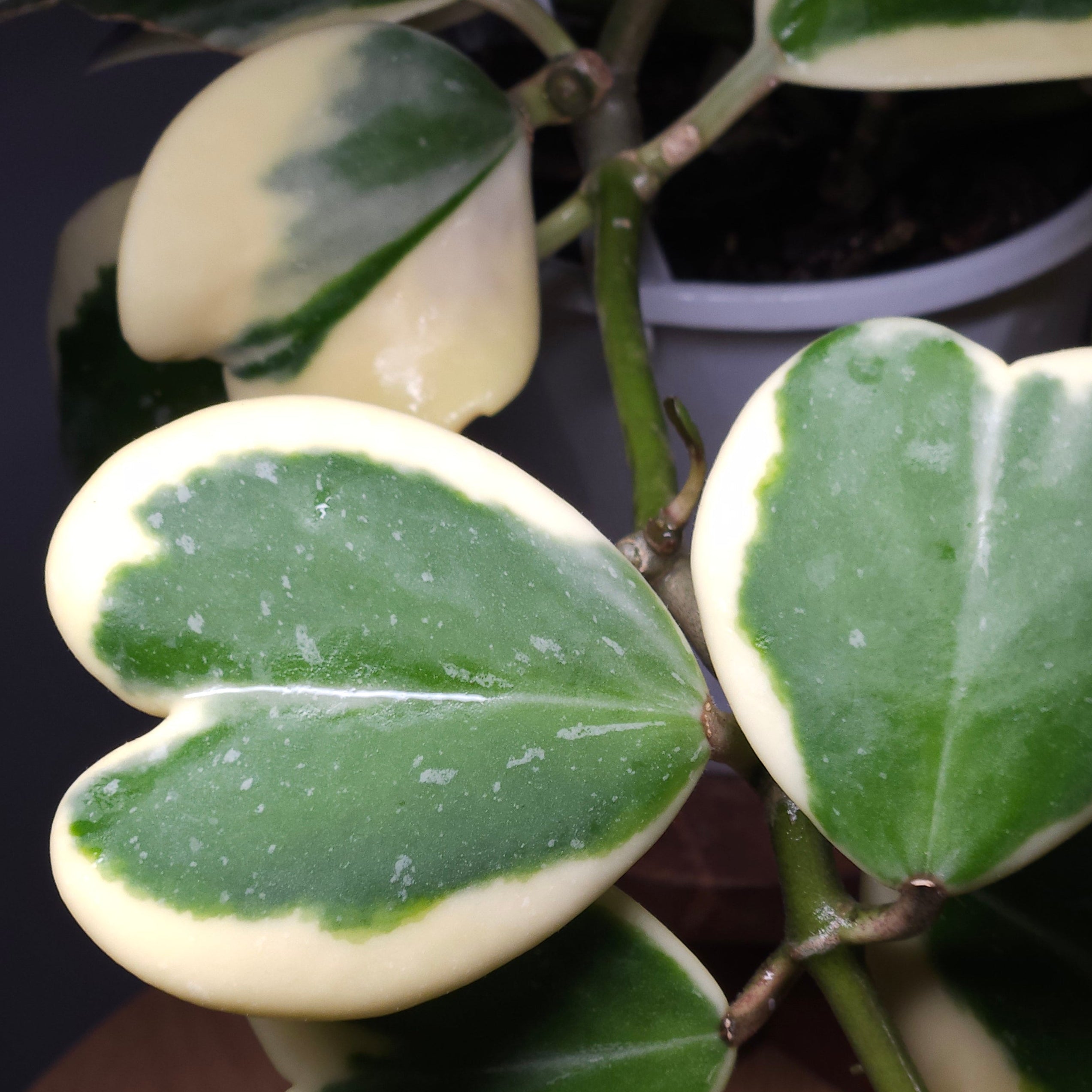 RARE Hoya Kerrii Albomarginata – Variegated Sweetheart Plant