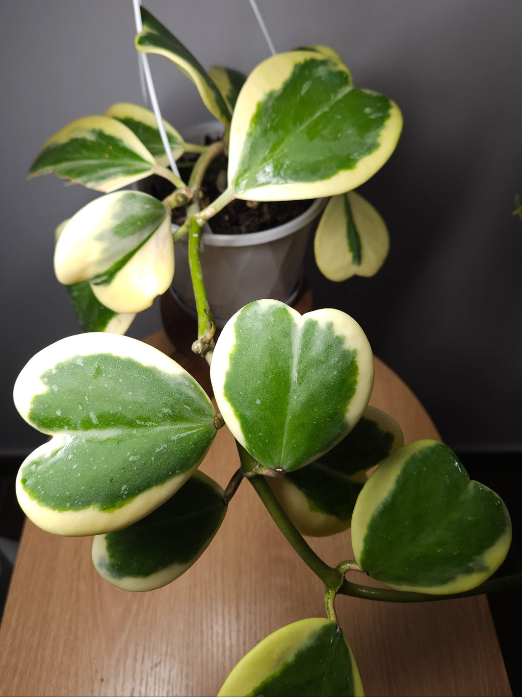 RARE Hoya Kerrii Albomarginata – Variegated Sweetheart Plant