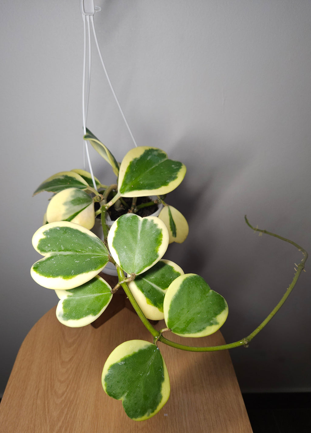RARE Hoya Kerrii Albomarginata – Variegated Sweetheart Plant