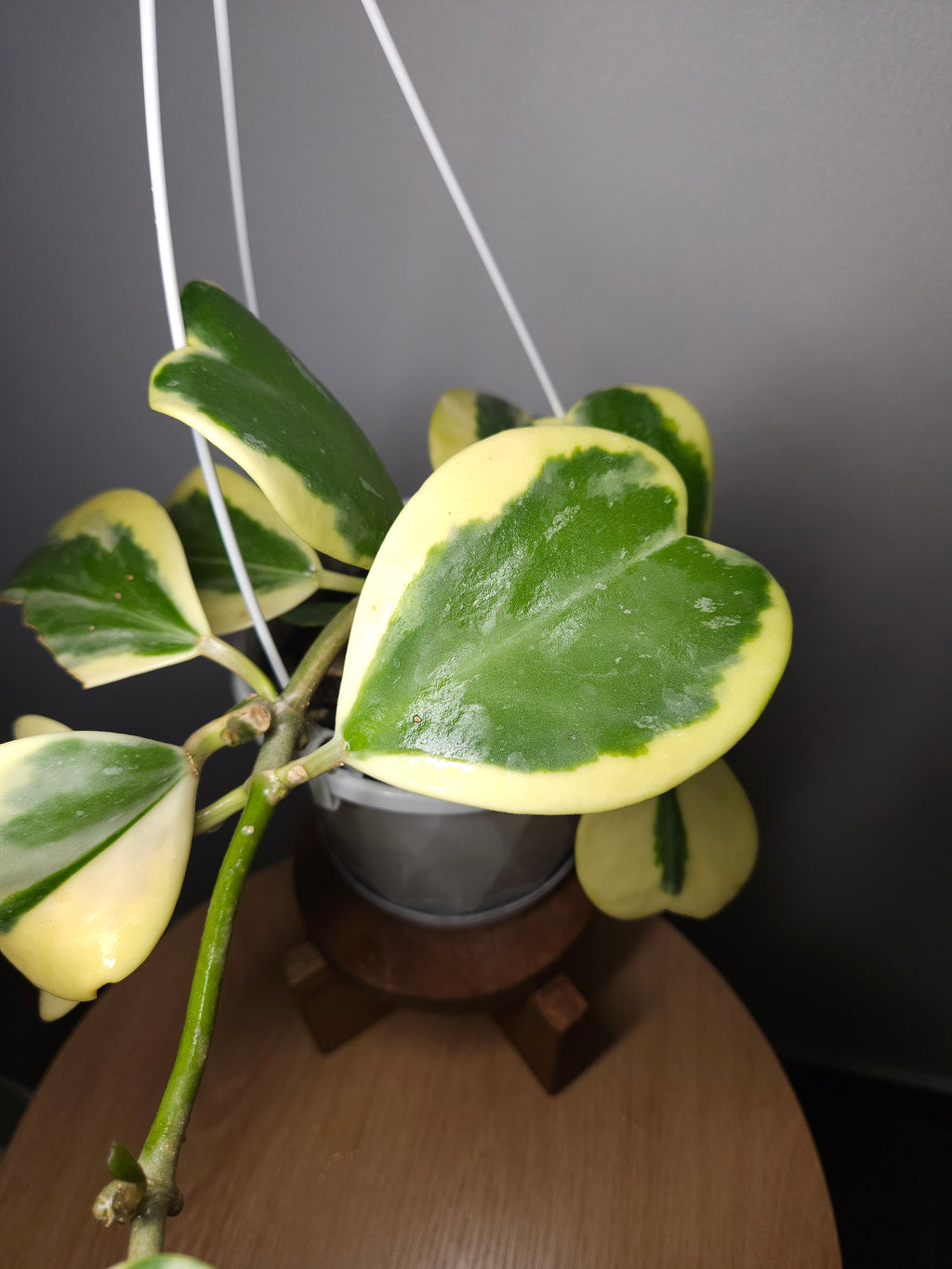 RARE Hoya Kerrii Albomarginata – Variegated Sweetheart Plant