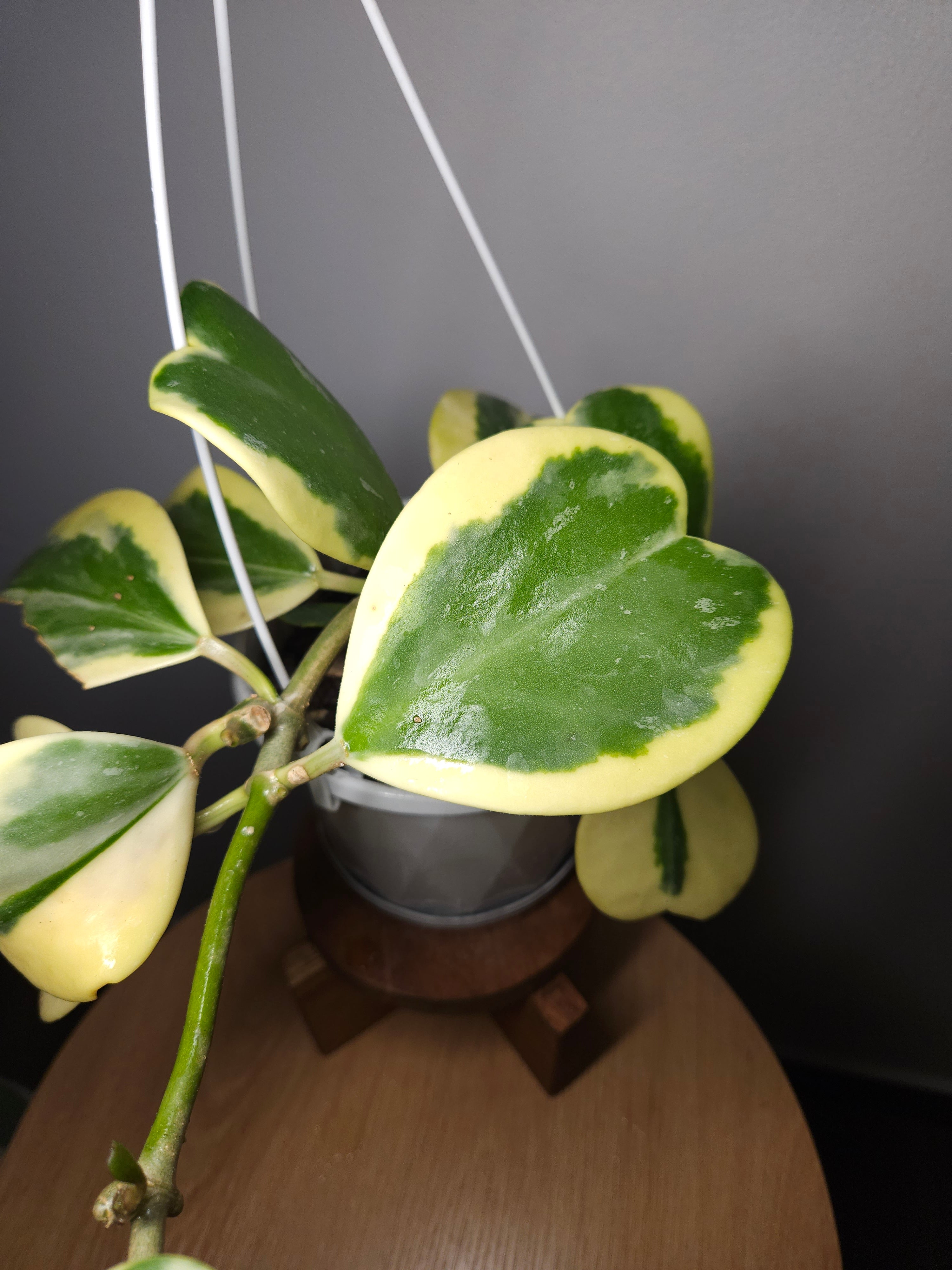 RARE Hoya Kerrii Albomarginata – Variegated Sweetheart Plant
