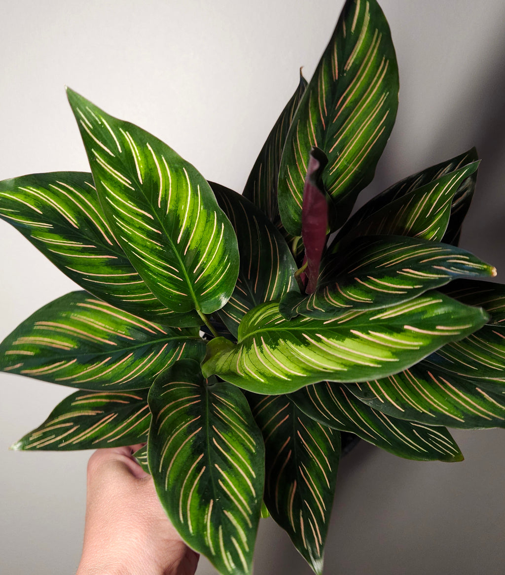 Calathea Beauty Star – Striped Prayer Plant