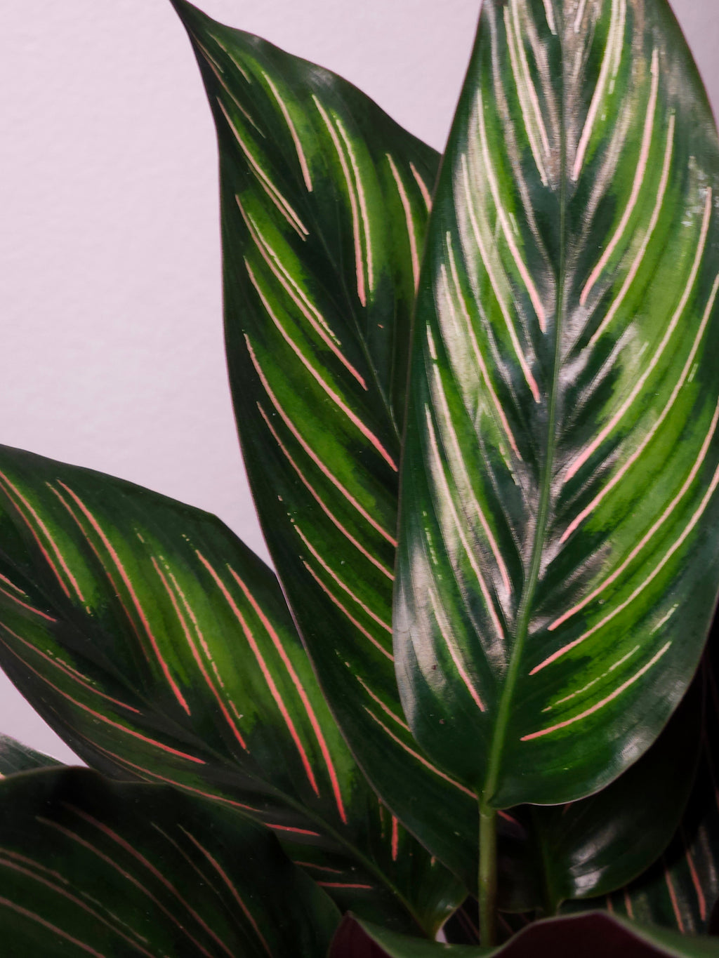 Calathea Beauty Star – Striped Prayer Plant