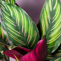 Calathea Beauty Star – Striped Prayer Plant