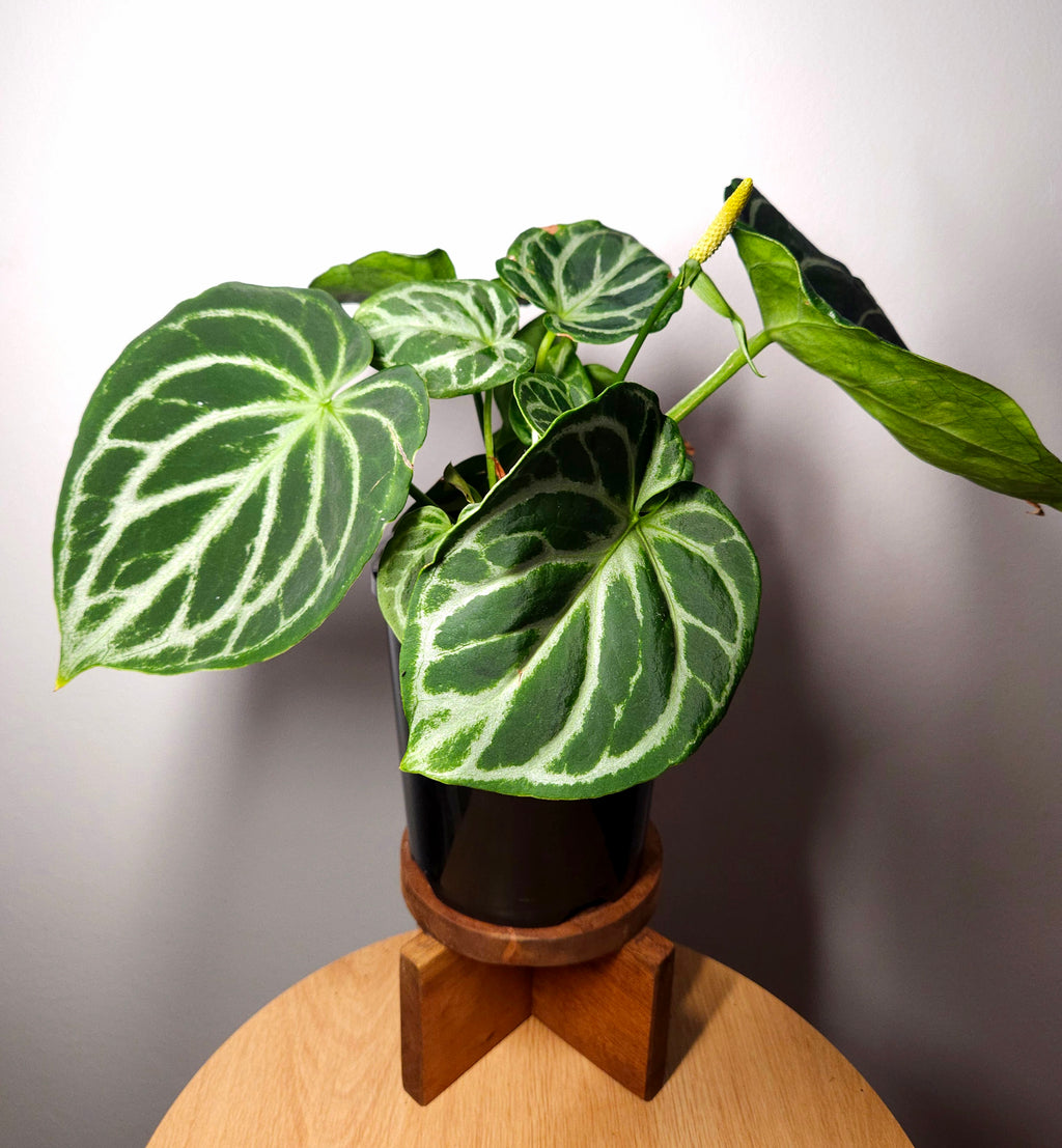 Anthurium crystallinum 'Dorayaki'