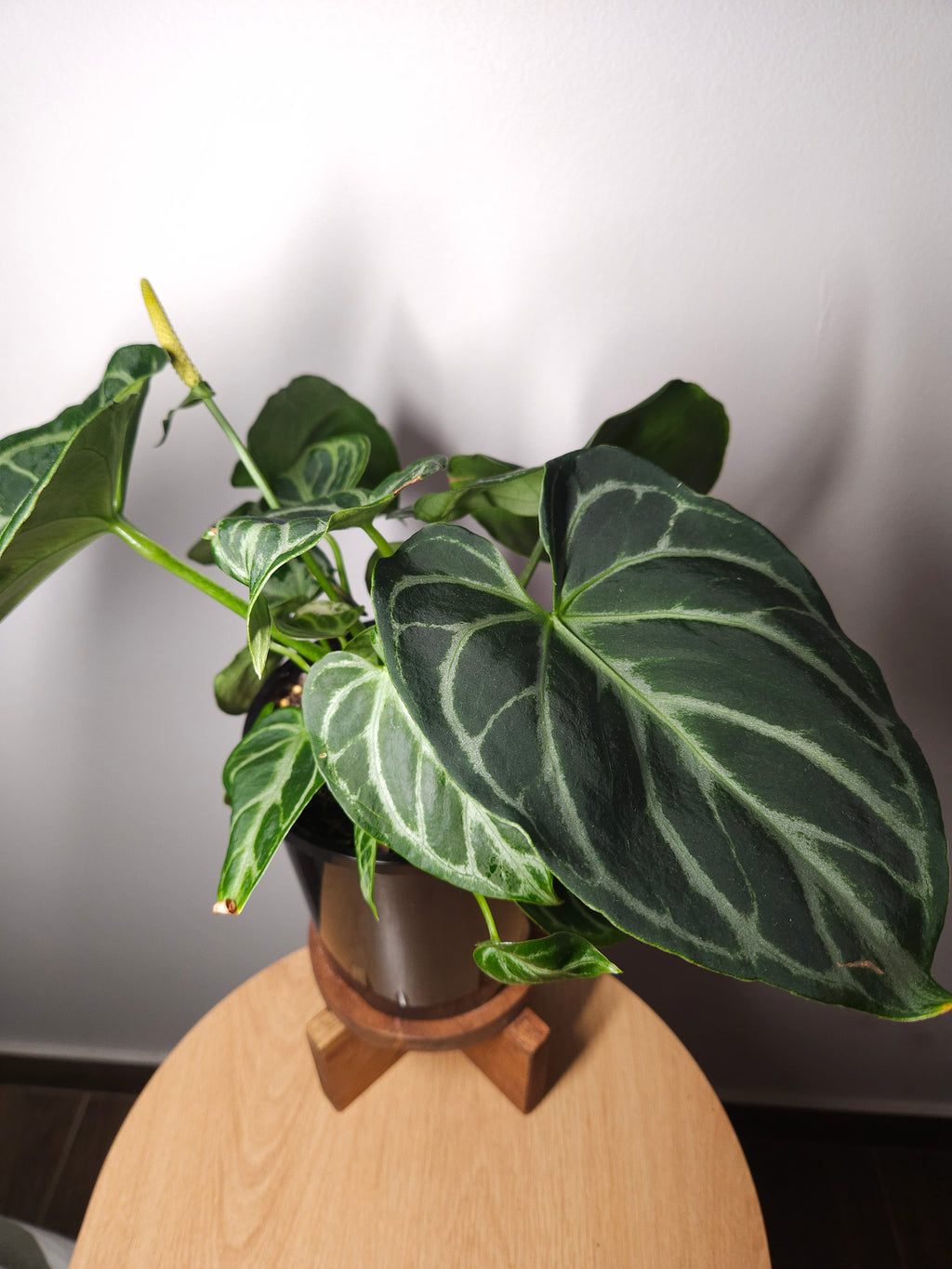 Anthurium crystallinum 'Dorayaki'