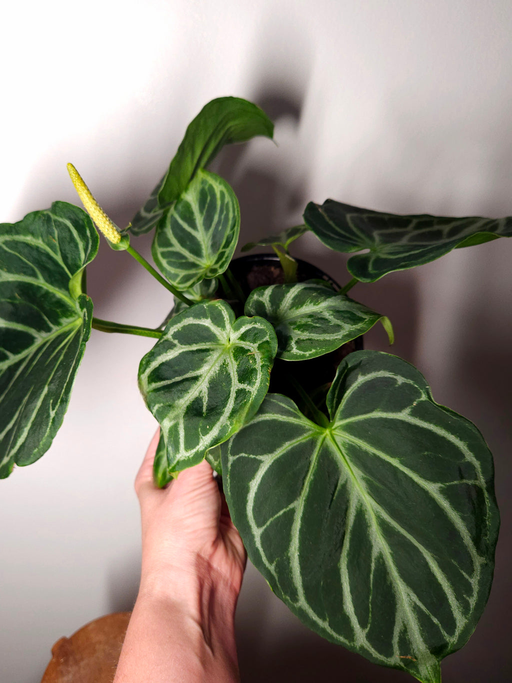 Anthurium crystallinum 'Dorayaki'