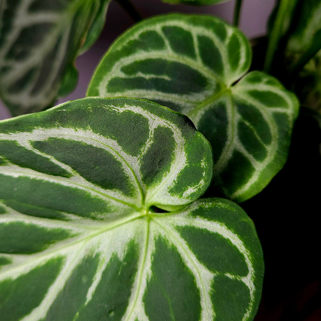 Anthurium crystallinum 'Dorayaki'