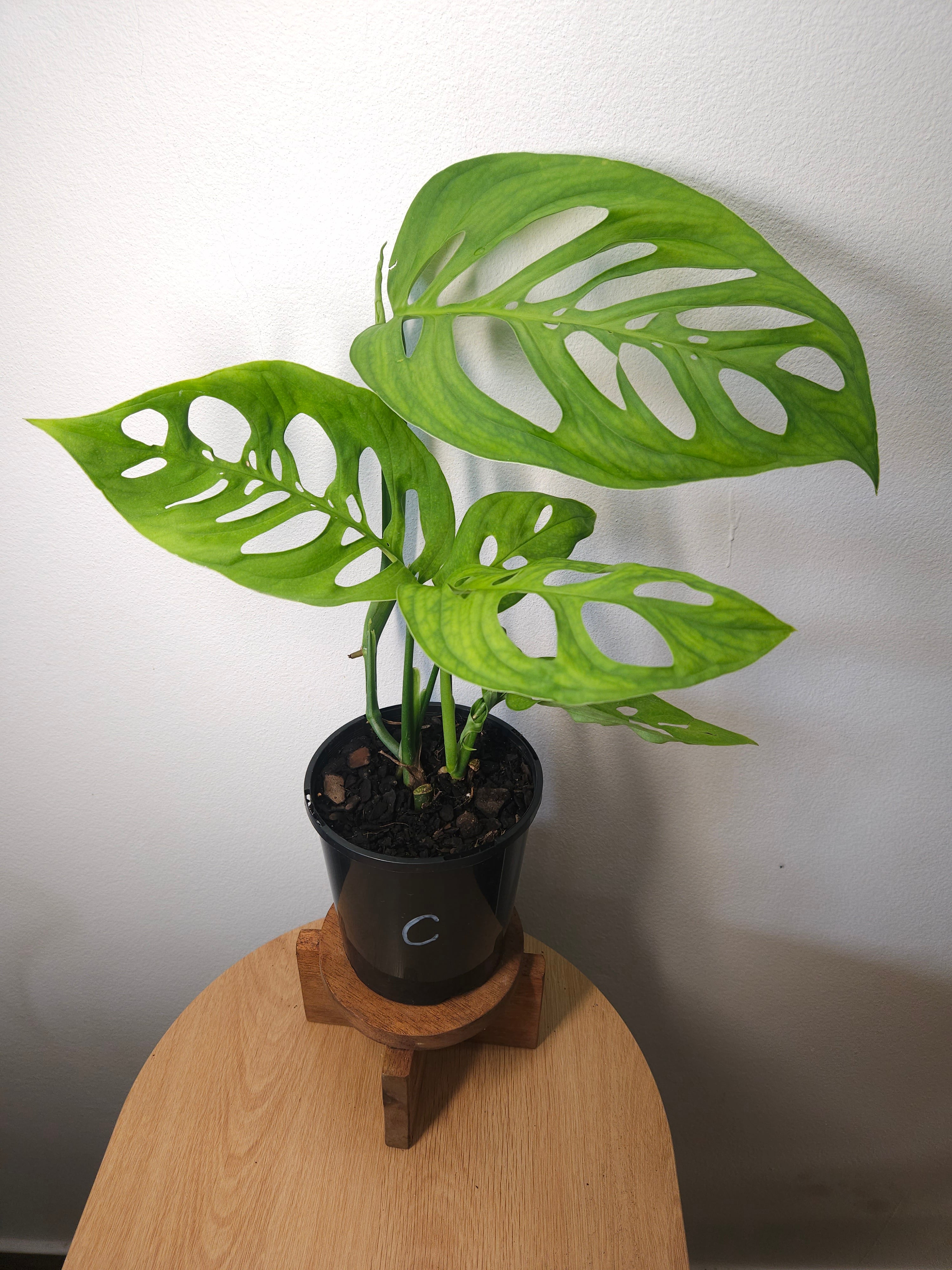 Monstera Esqueleto – Rare Large Fenestrated Monstera
