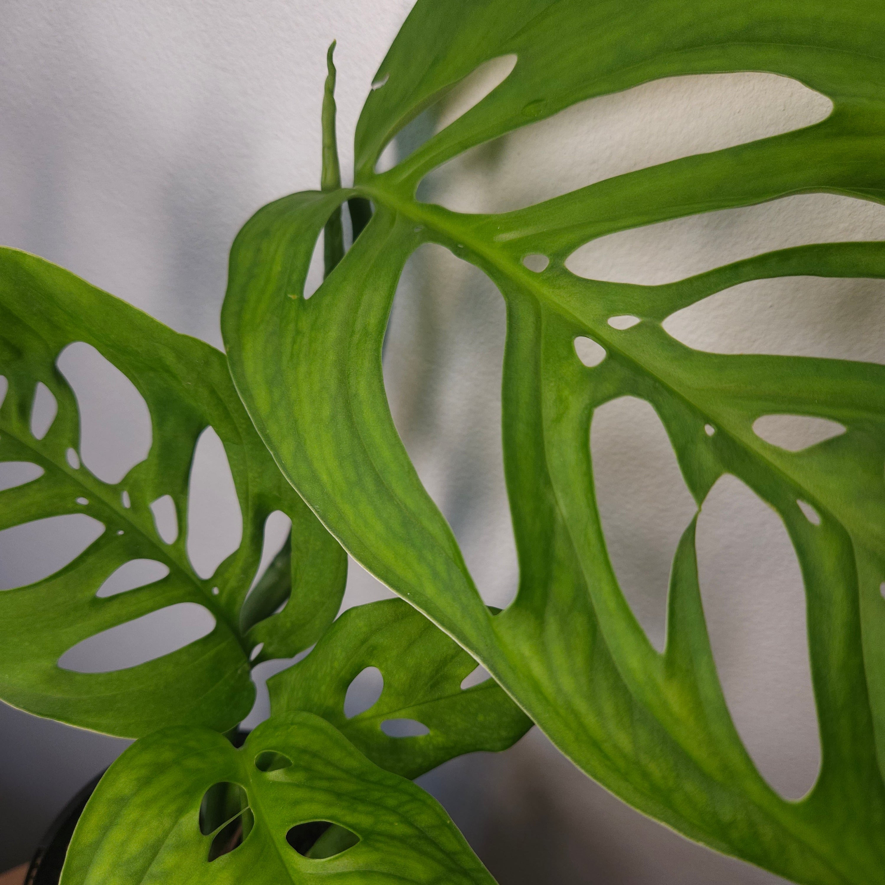 Monstera Esqueleto – Rare Large Fenestrated Monstera