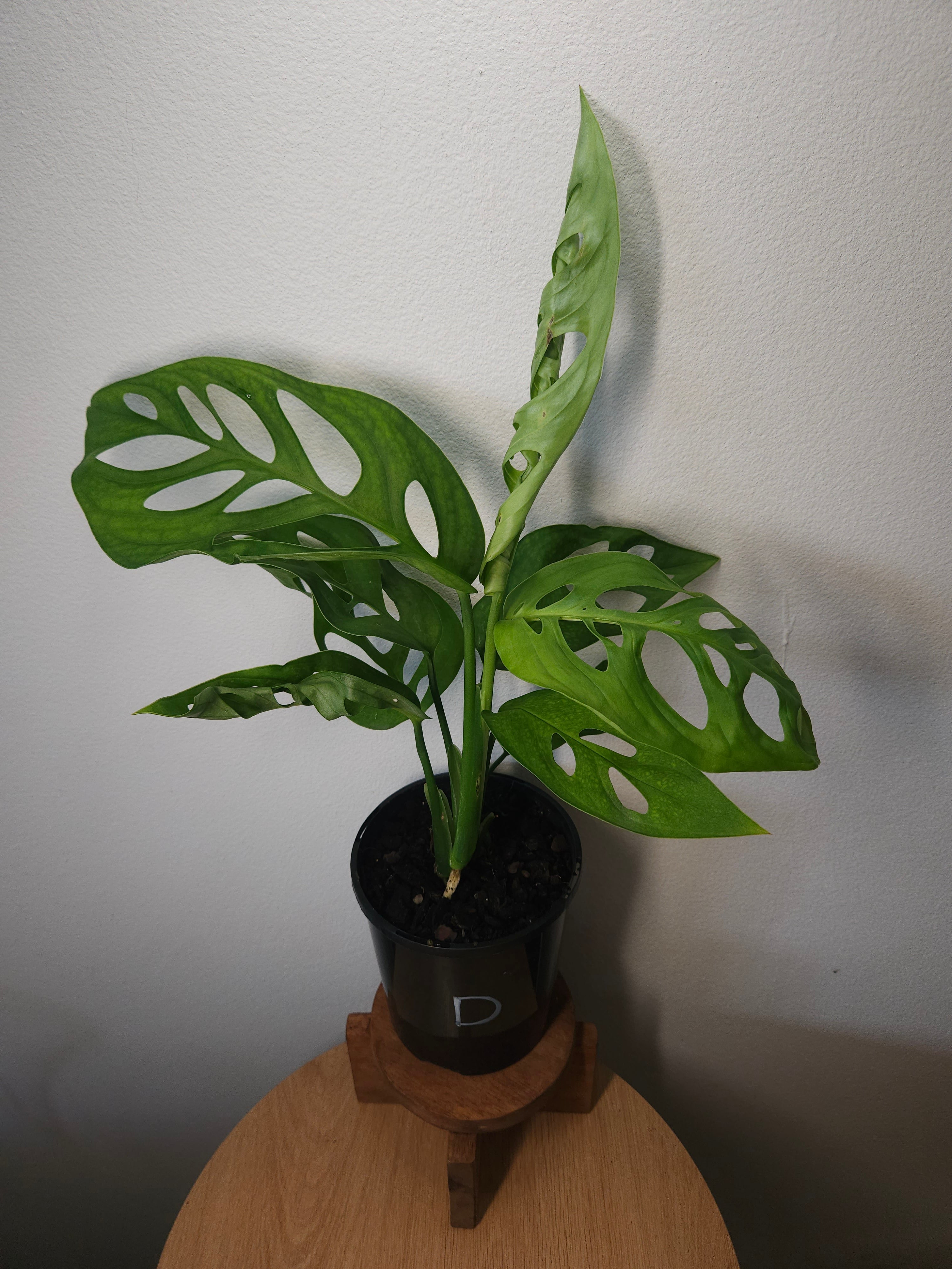 Monstera Esqueleto – Rare Large Fenestrated Monstera