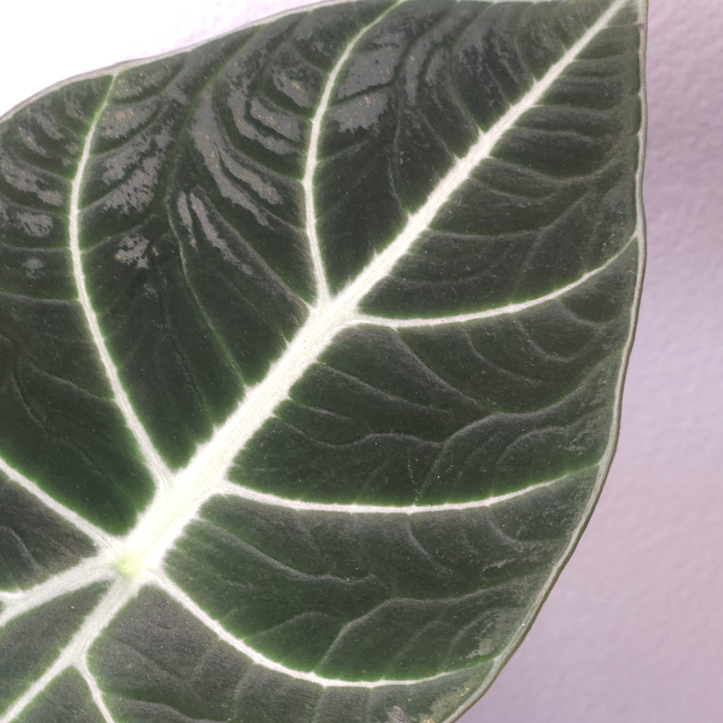 Alocasia Ninja – Compact Velvet Alocasia