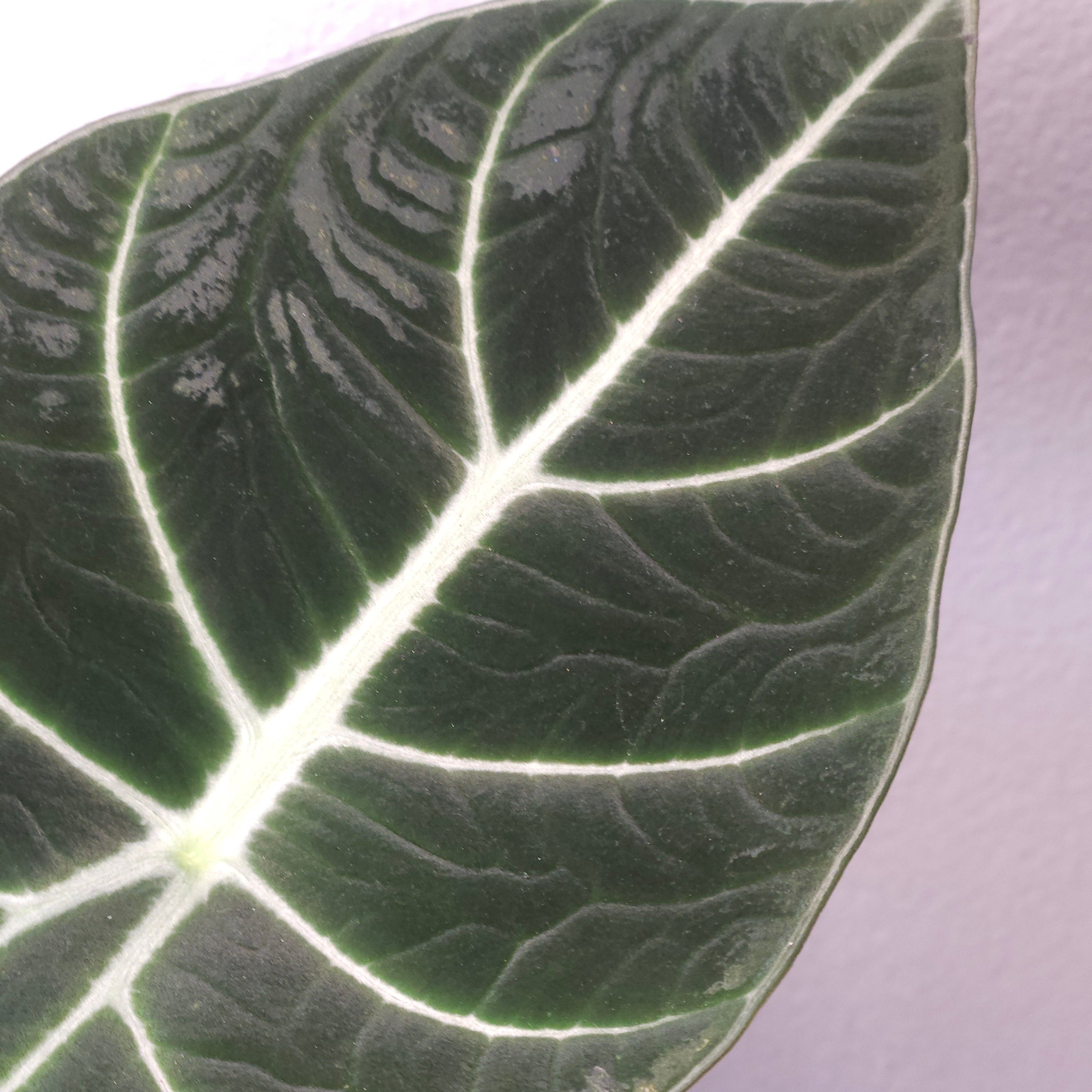 Alocasia Ninja – Compact Velvet Alocasia