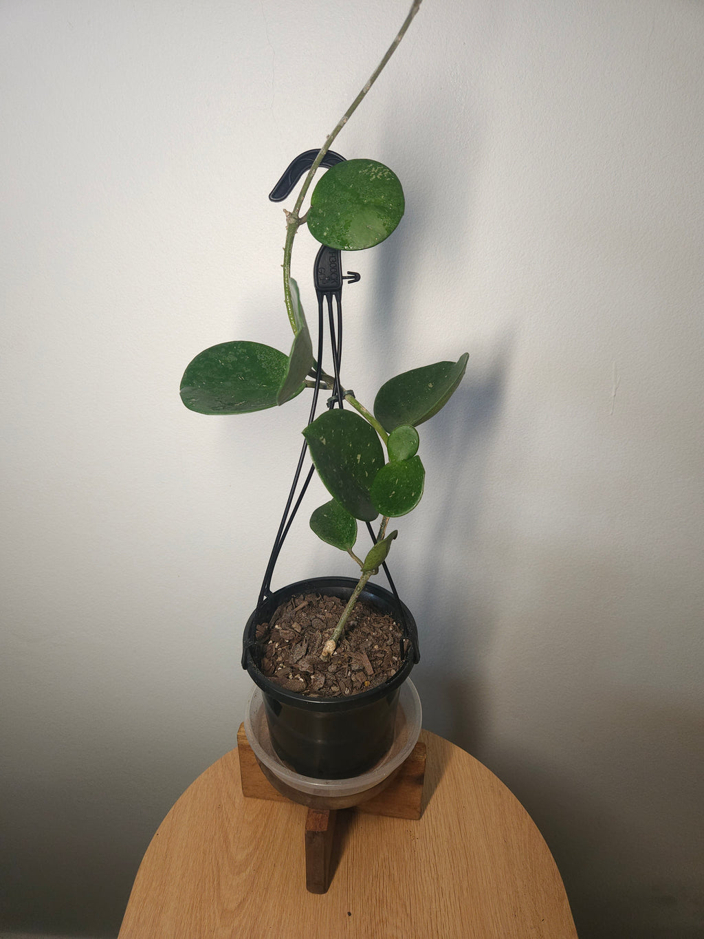 Hoya Obovata – Round Leaf Wax Plant with Silver Splash