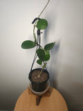 Hoya Obovata – Round Leaf Wax Plant with Silver Splash