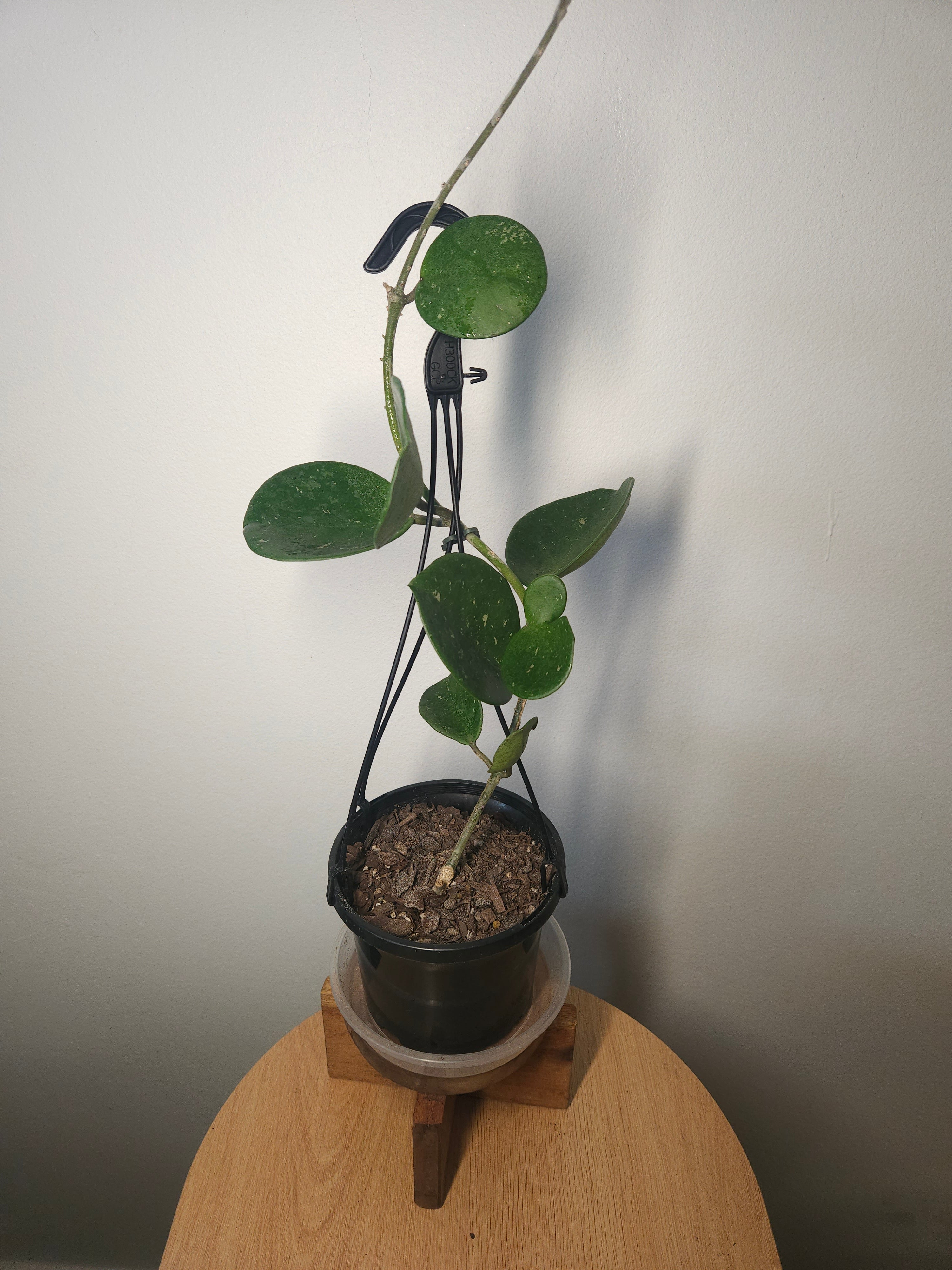 Hoya Obovata – Round Leaf Wax Plant with Silver Splash