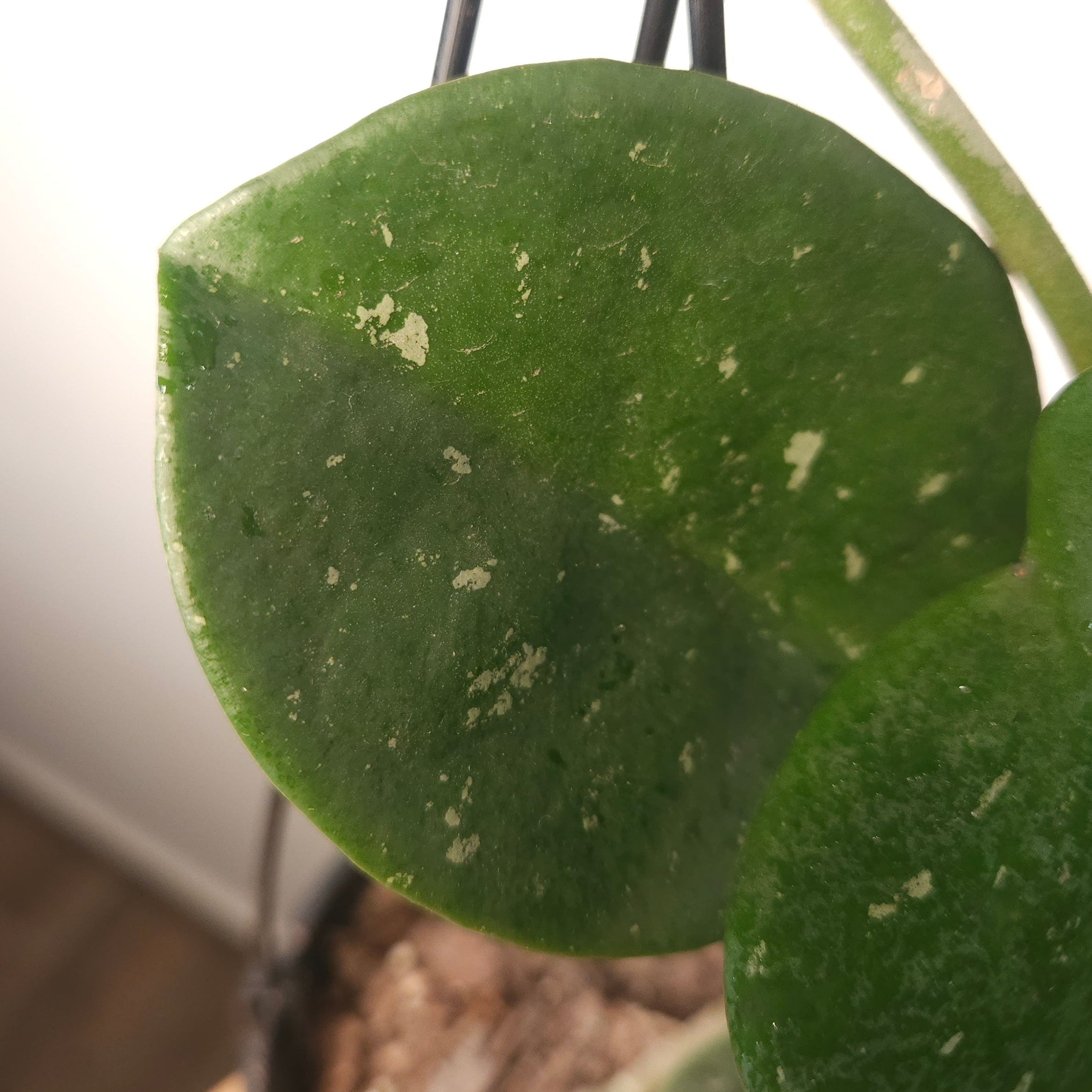 Hoya Obovata – Round Leaf Wax Plant with Silver Splash