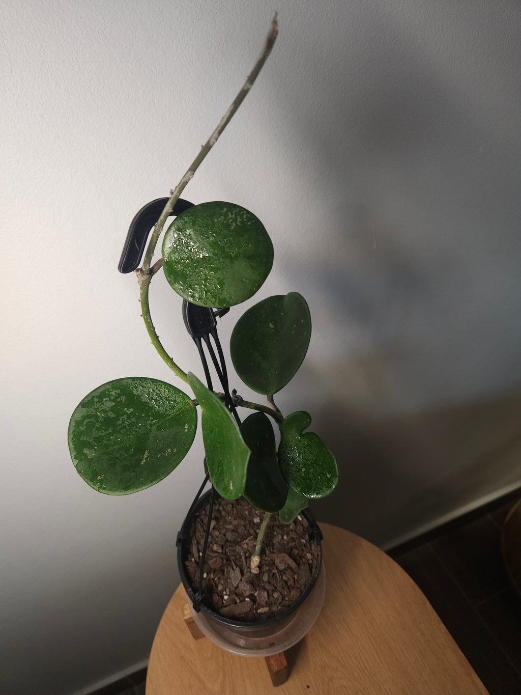 Hoya Obovata – Round Leaf Wax Plant with Silver Splash