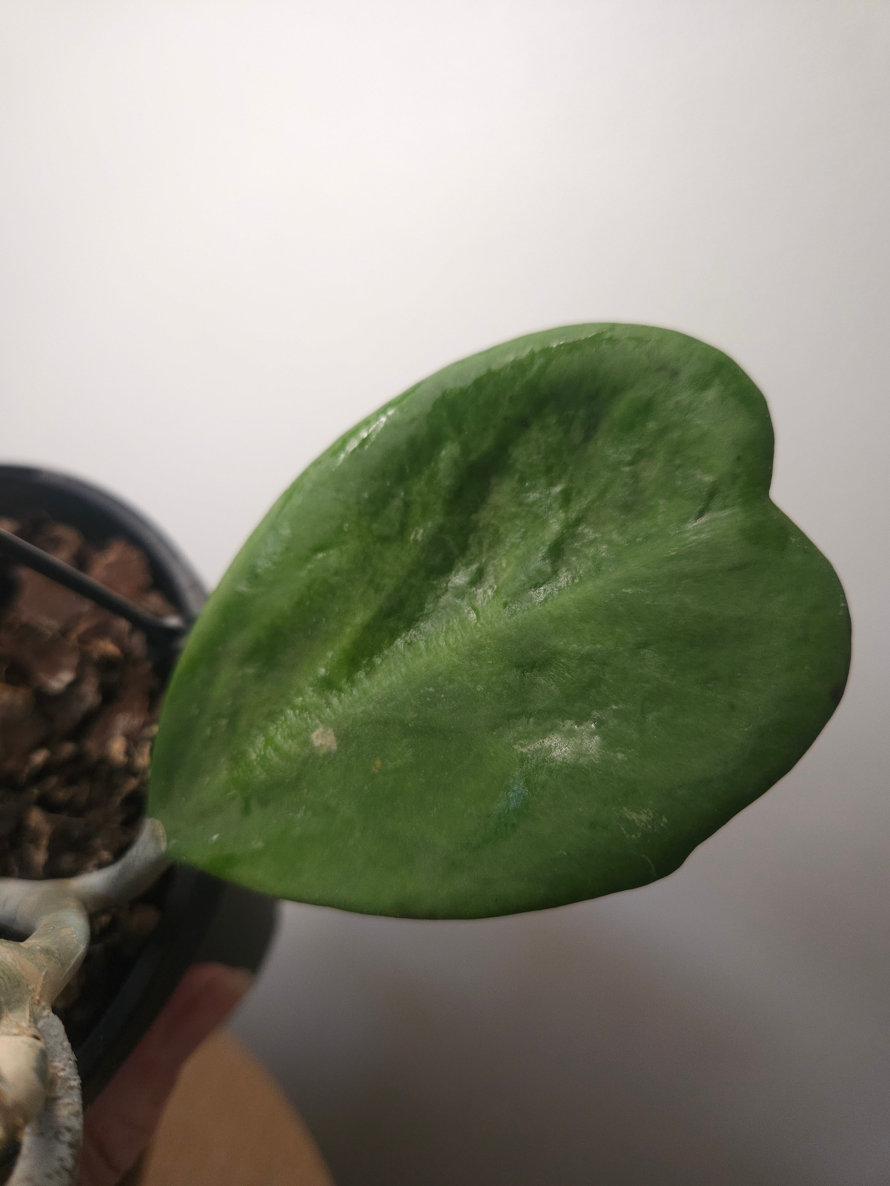 Hoya Kerrii – Heart-Shaped Sweetheart Plant