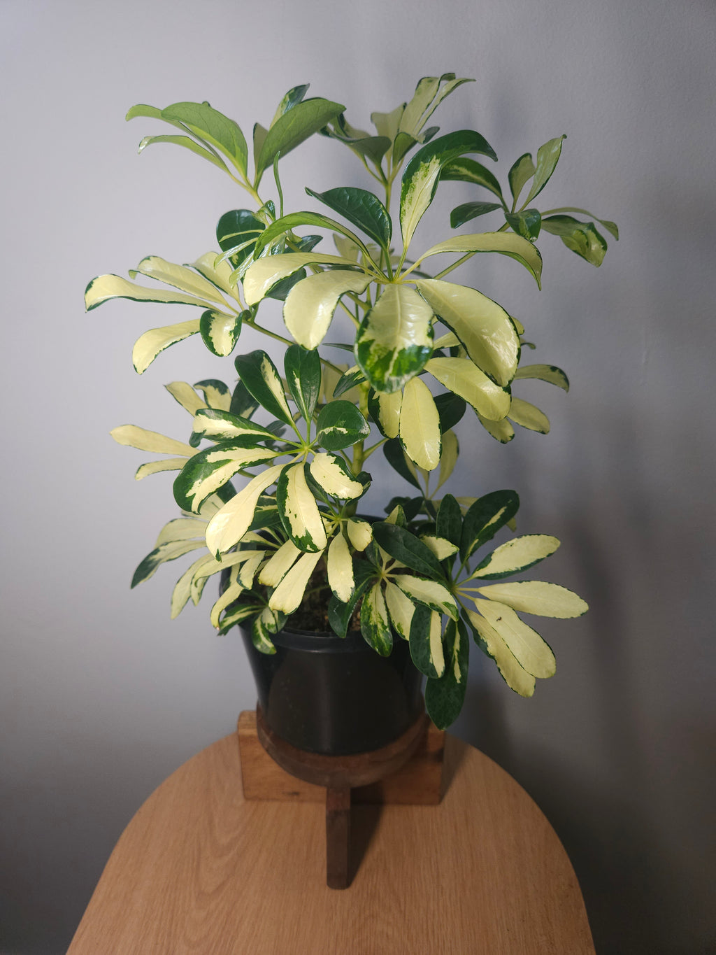 Schefflera arboricola variegata
