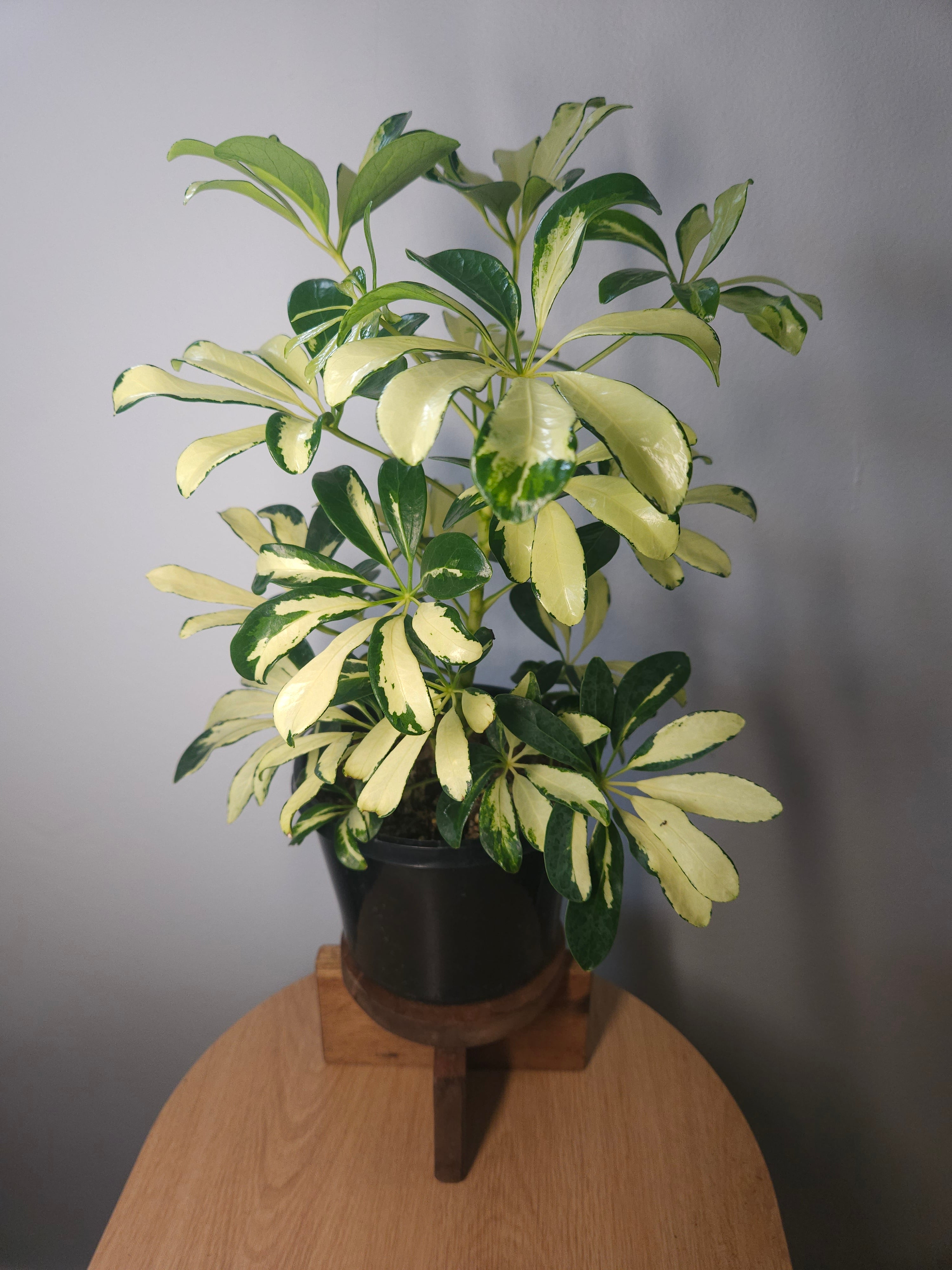 Schefflera arboricola variegata