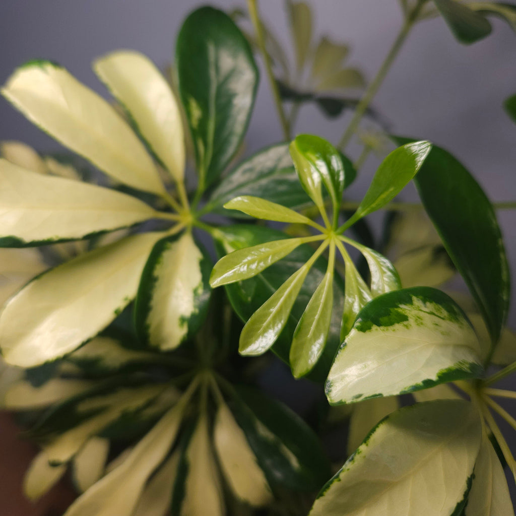 Schefflera arboricola variegata