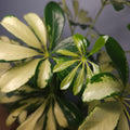 Schefflera arboricola variegata