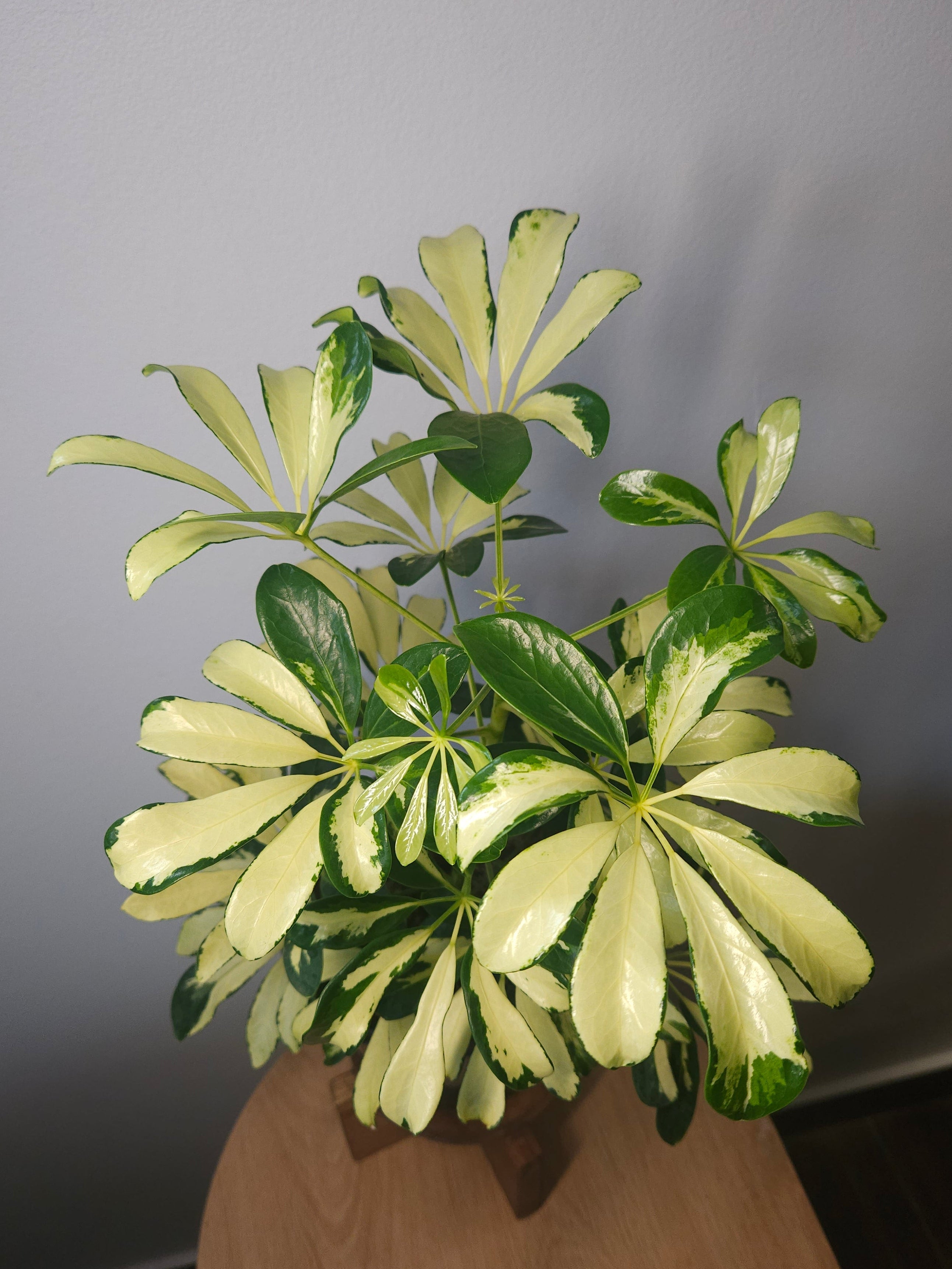 Schefflera arboricola variegata