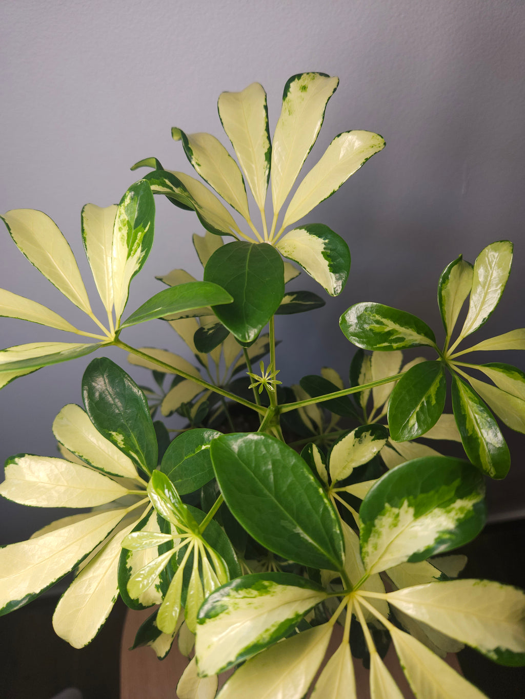 Schefflera arboricola variegata