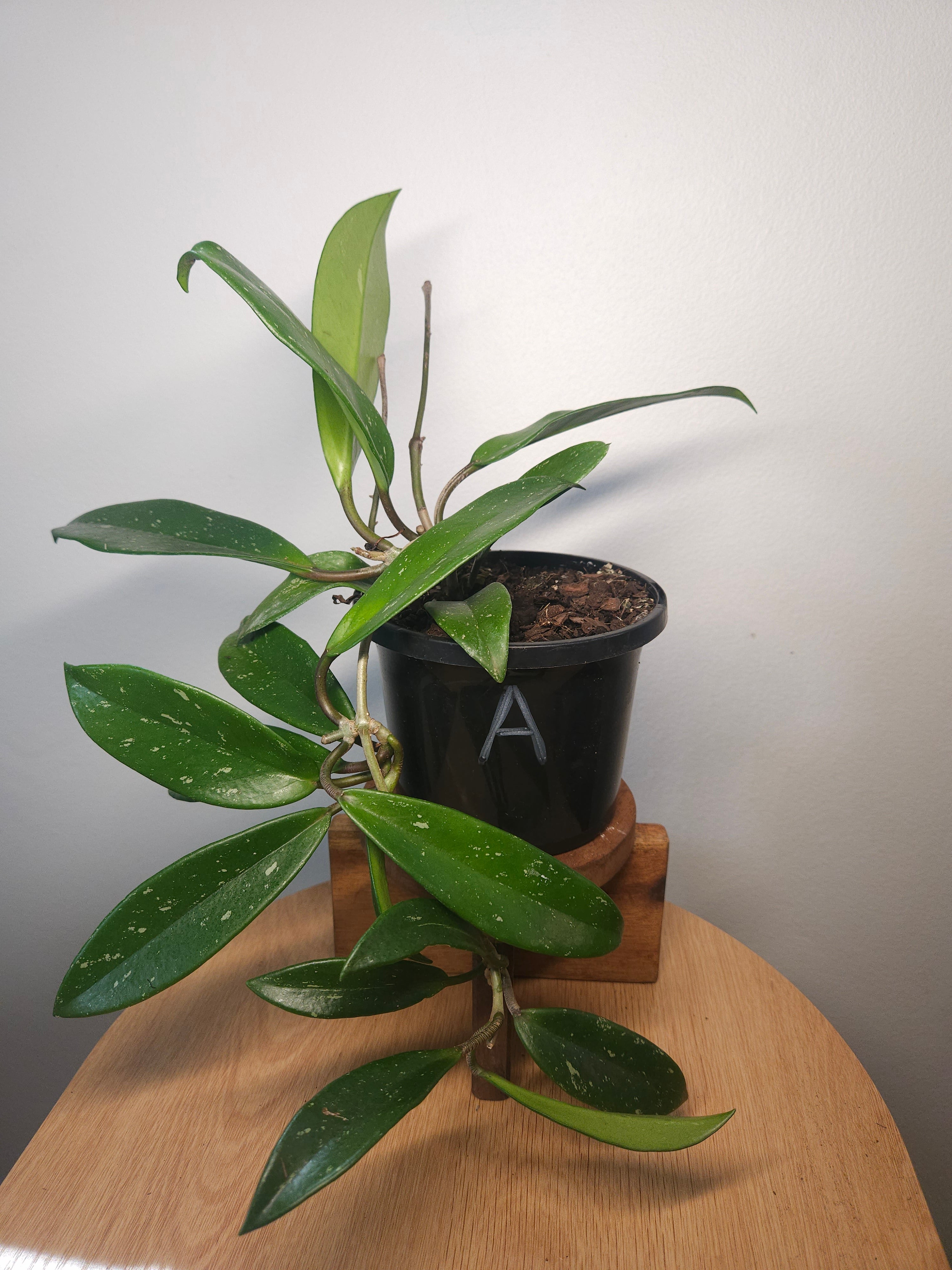Hoya Pubicalyx ‘Silver Pink’ – Speckled Wax Plant with Pink Blooms