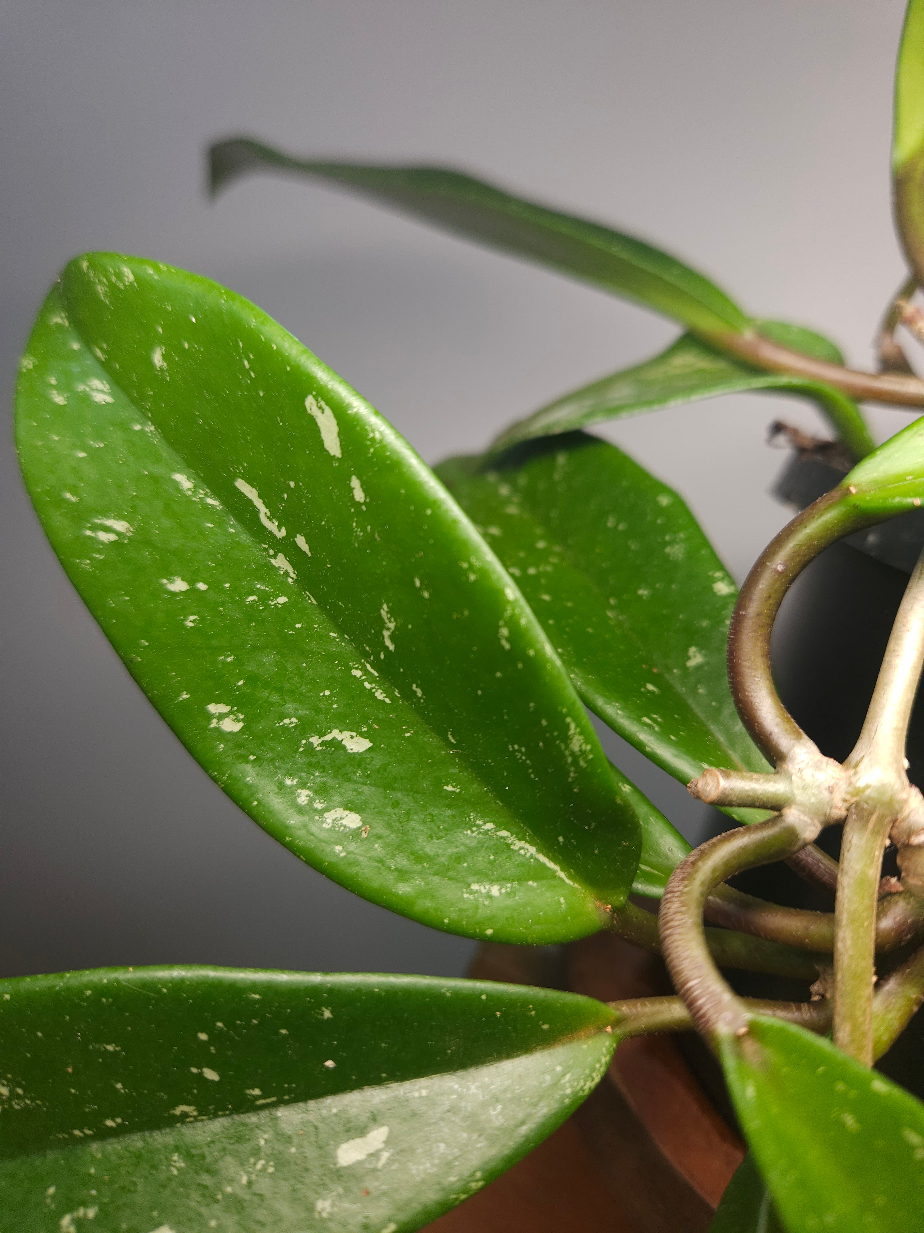 Hoya Pubicalyx ‘Silver Pink’ – Speckled Wax Plant with Pink Blooms