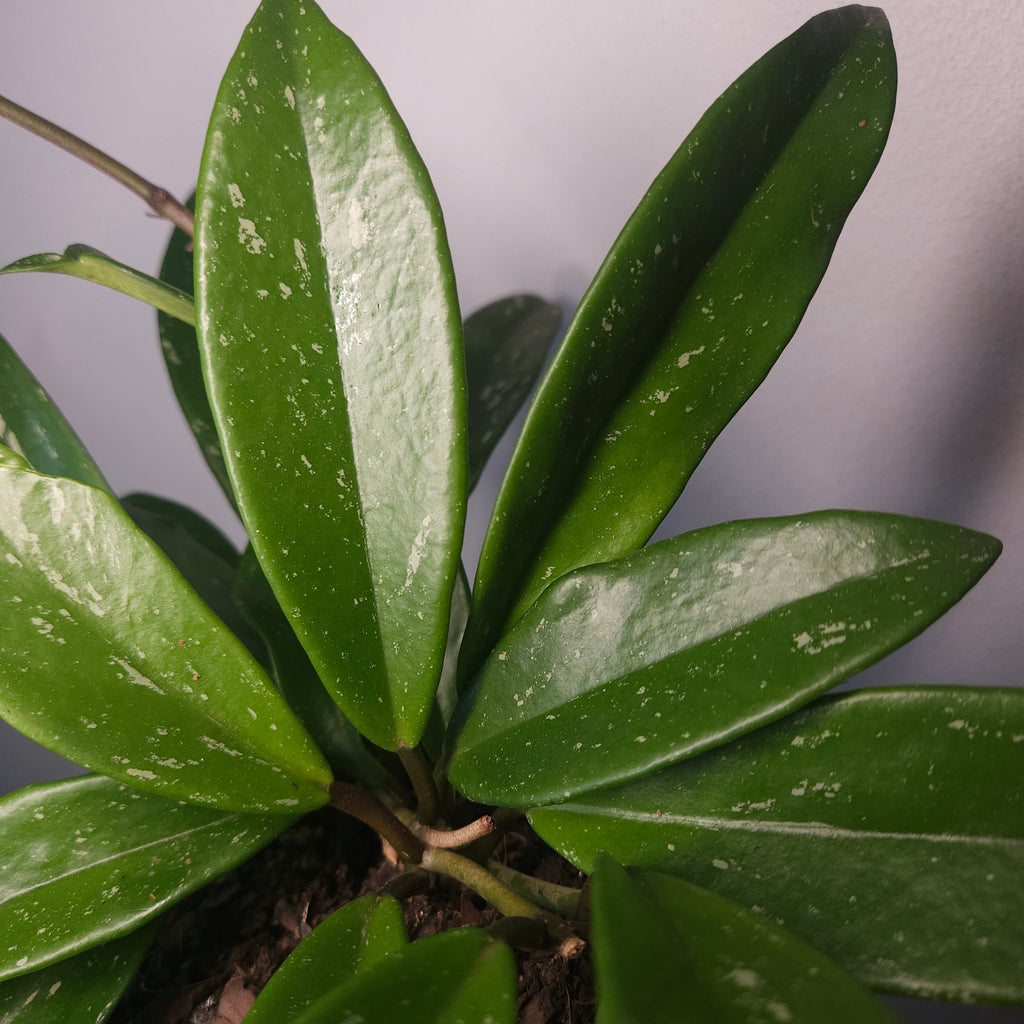 Hoya Pubicalyx ‘Silver Pink’ – Speckled Wax Plant with Pink Blooms