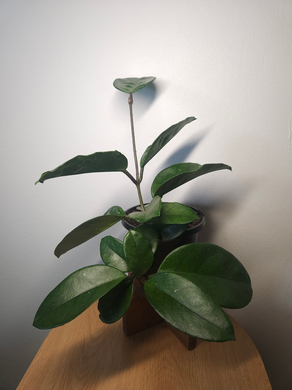Hoya fungii – Rare Fast-Growing Wax Plant