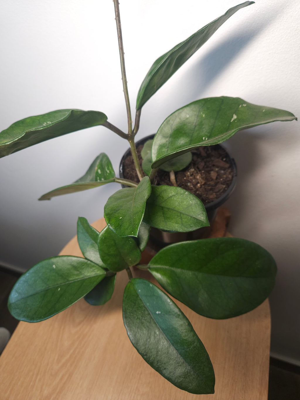 Hoya fungii – Rare Fast-Growing Wax Plant