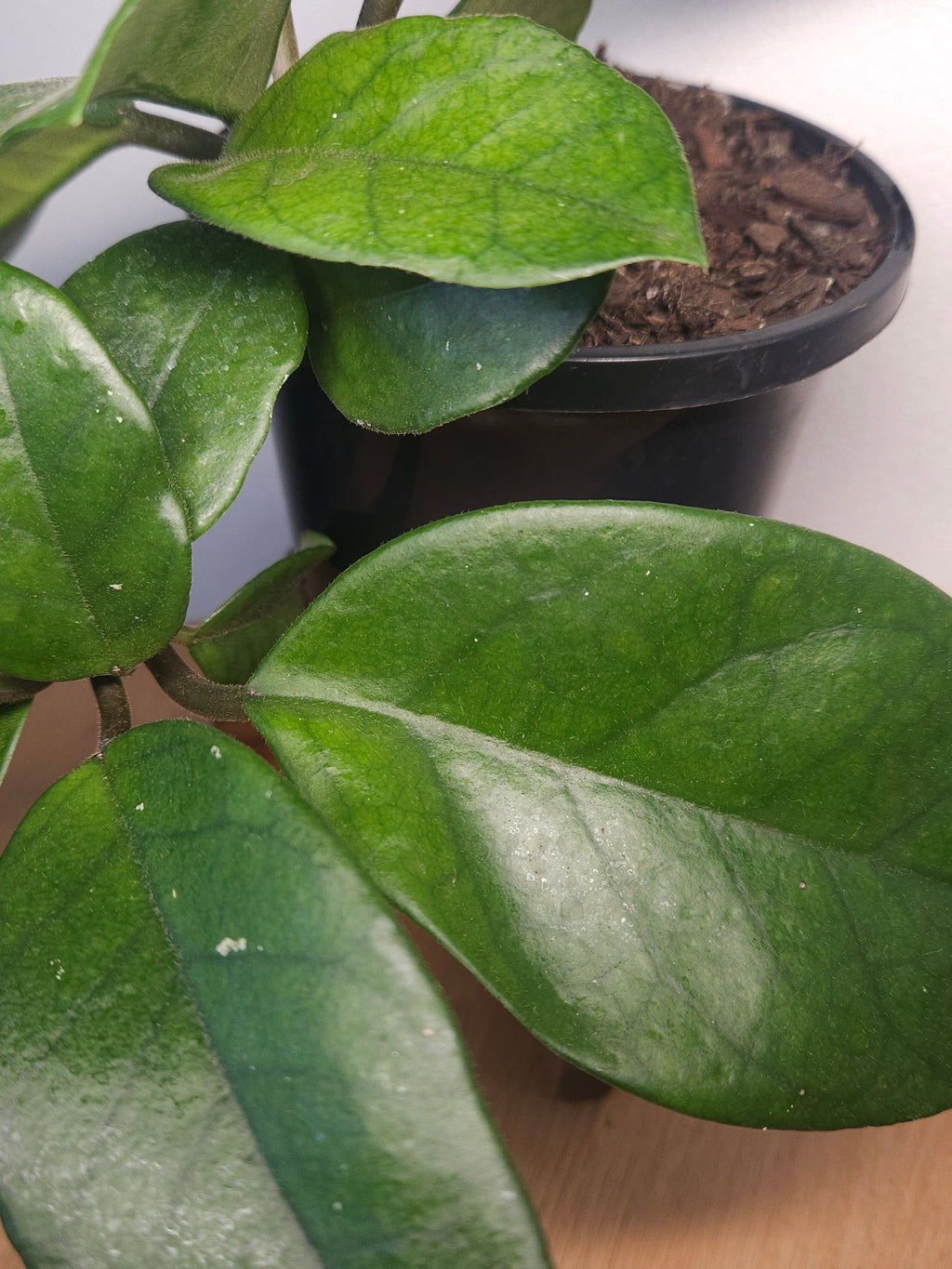 Hoya fungii – Rare Fast-Growing Wax Plant
