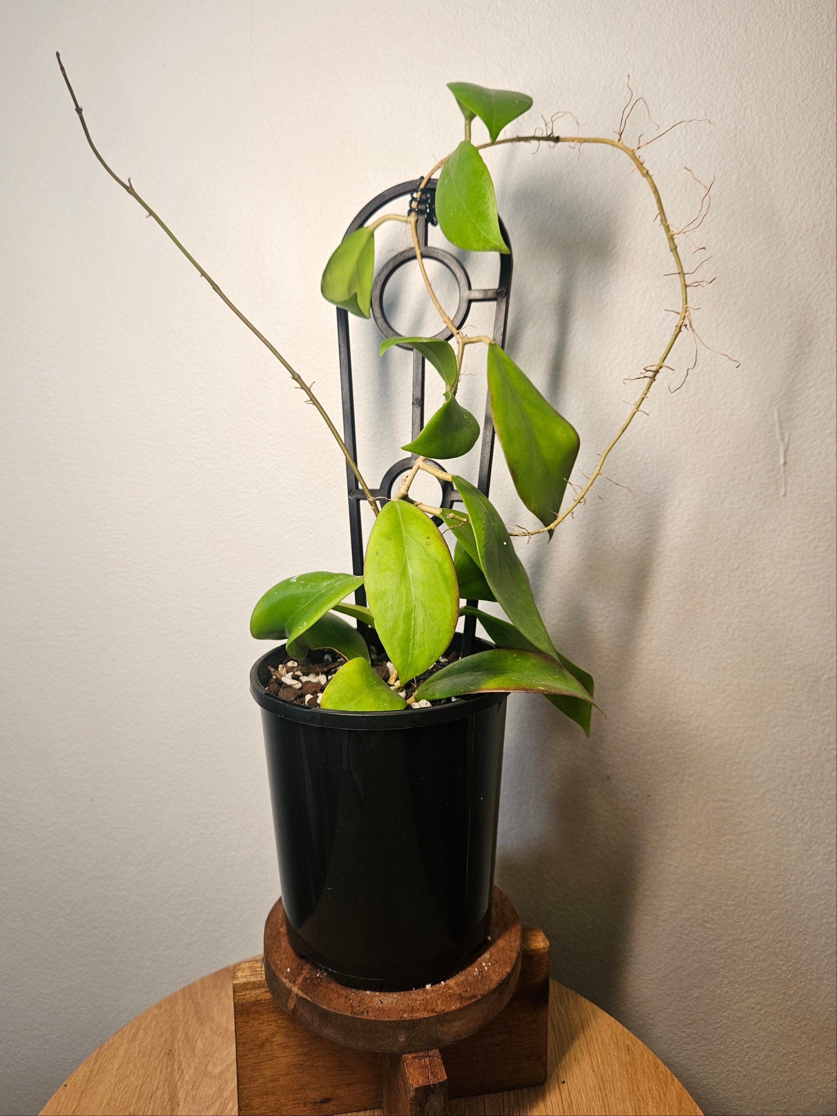 Hoya ‘Black Dragon’ – Rare Dark Blooming Wax Plant