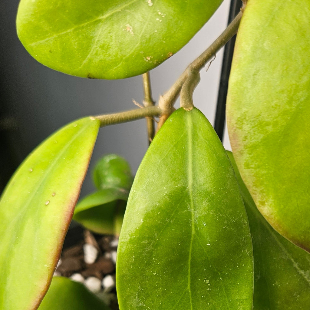 Hoya ‘Black Dragon’ – Rare Dark Blooming Wax Plant